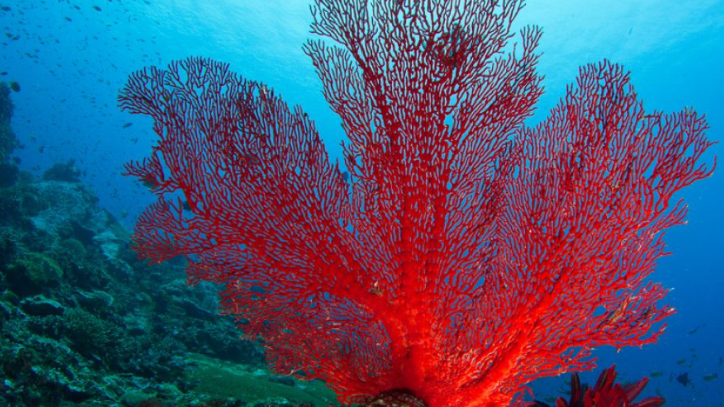 Le corail sur un bijou vintage
