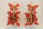 Boucles d'oreilles Boucles d'oreilles antiques en or et corail 58 Facettes 7650