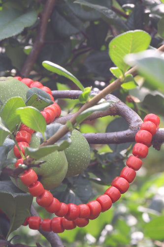 Ecos de la iluminación: Collar de coral sanguíneo 