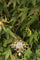 20198-0036.p14_Belle  poque Brilliance  Necklace   Brooch Masterwork-en.jpg