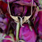 Collier Collier victorien en or jaune 14k ailes d’ange et perles de semence 58 Facettes A20019