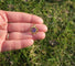 Pendentif Pendentif fleur XIXe siècle en or rose et améthyste 58 Facettes