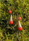 Boucles d'oreilles Boucles d’oreilles dormeuses XIXe en or rose et corail 58 Facettes
