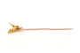 Broche Napoléon III - Broche en or jaune 18 carats sertie d’un diamant brillant 58 Facettes B645