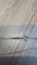 IMG_6561.jpeg