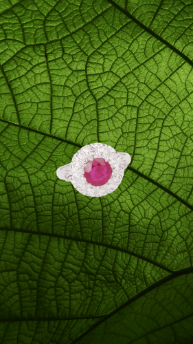 Bague 57 Bague marguerite en platine et or gris avec rubis birman et diamants 58 Facettes BRU55
