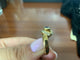 54 Bague en or jaune 18k avec saphir de Ceylan et diamants 58 Facettes BA 426