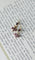 Boucles d'oreilles Boucles d'oreilles pendantes Colombes Or Grenats 58 Facettes